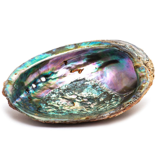Abalone Shell Smudge Bowl with Wooden Stand
